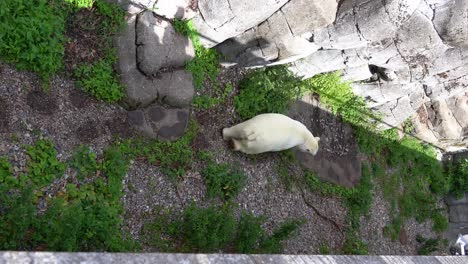 Unhappy-Polar-Bear-wandering-restlessly-around-inside-zoo-captivity-during-summer---Vertical-high-angle-handheld-following-bear-walking-to-the-right