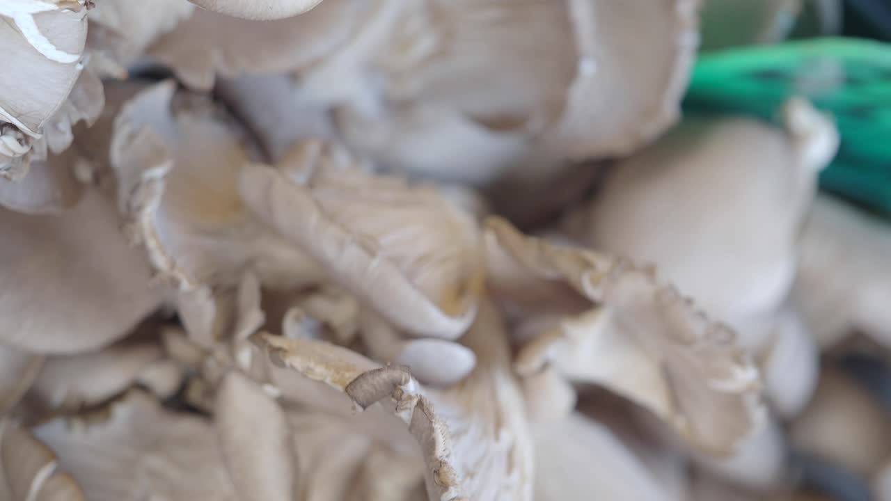 primer plano de setas de ostras