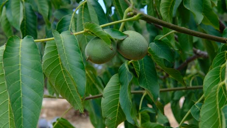 raw walnuts tree