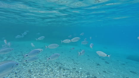 school of silvery fish