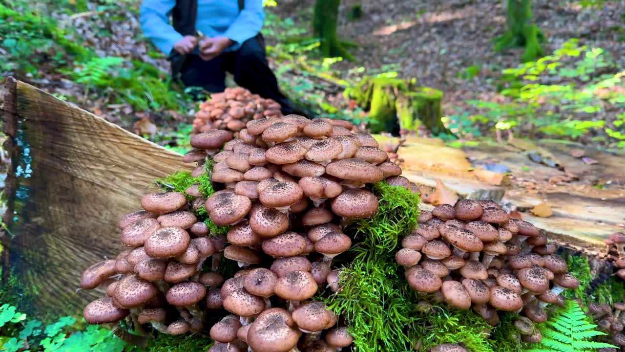 Person harvesting wild mushrooms in Romanian forest