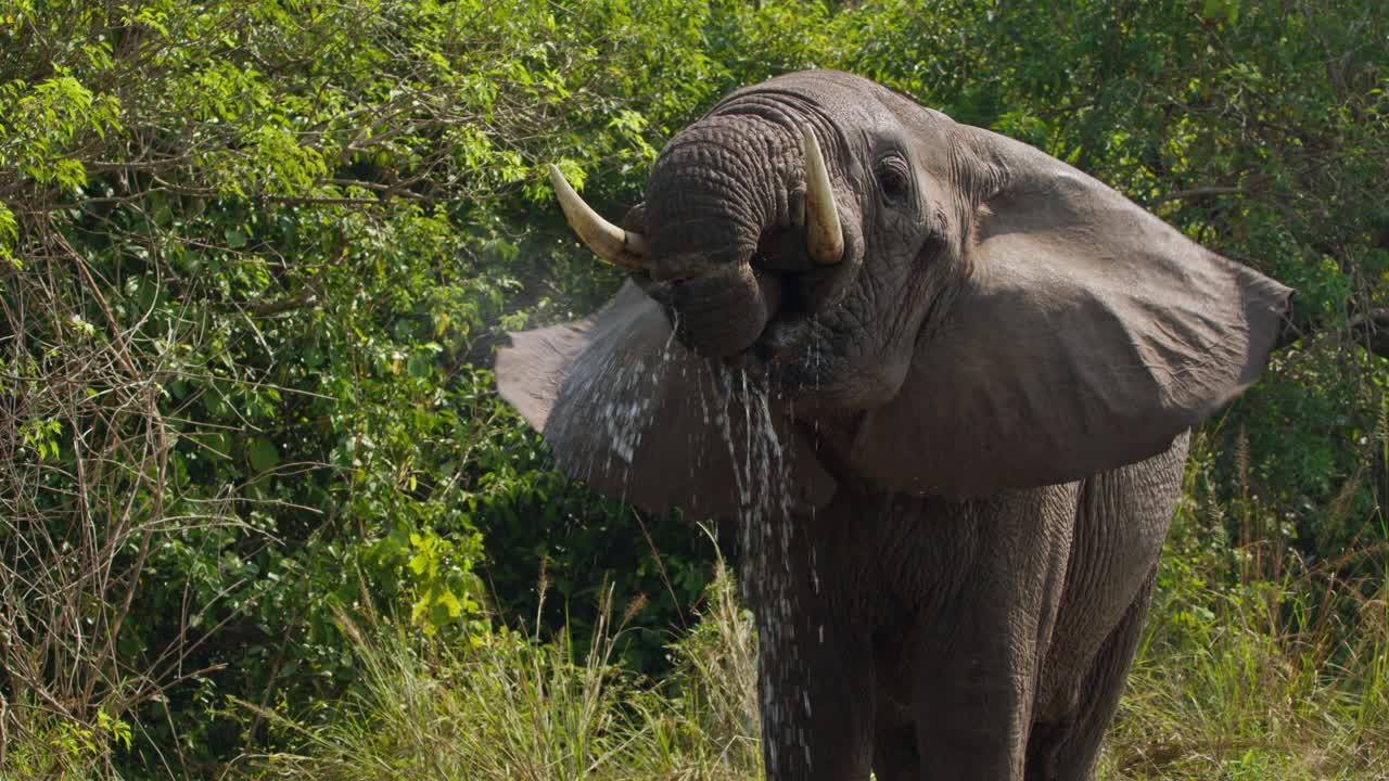 An African elephant Loxodonta africana drinks from the Nile River, water streams powerfully from its trunk in slow motion in Murchison Falls National Park, Uganda, against thick green forest.