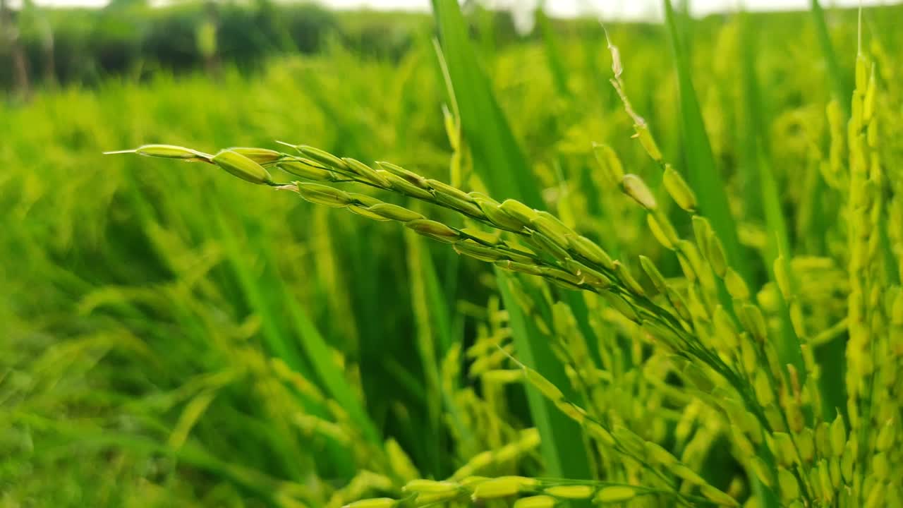 녹색과 비옥한 의 아름다움, 수확할 준비가 된