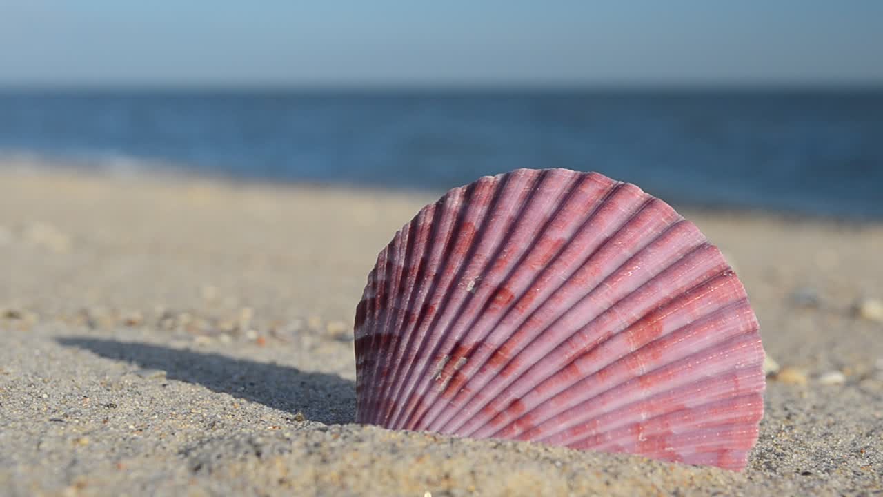 Cockleshells on sand against the background of waves. Shooting on the beach