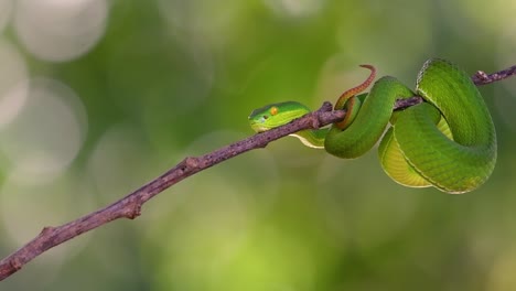 la víbora de labios blancos es una víbora venenosa endémica del sudeste asiático y a menudo se encuentra durante la noche esperando en una rama o rama de un árbol cerca de un cuerpo de agua con muchos alimentos