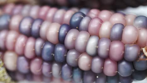 macro slide onto pink and purple indian gem corn