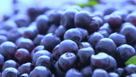 blueberries. wild forest berries close-up. smooth rotation