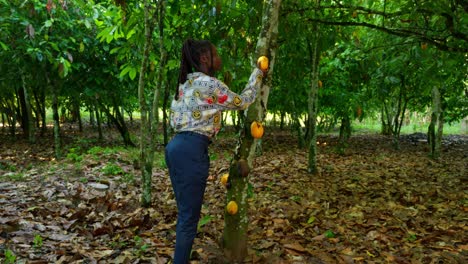 Ingeniera-Mujer-Negra-Revisando-El-Grano-De-Cacao-En-Una-Plantación-De-árboles-De-Cacao-En-África-Con-Un-Cuaderno,-Tecnología-Agrícola-En-La-Zona-Rural-De-África-Agricultura-De-Precisión-Moderna