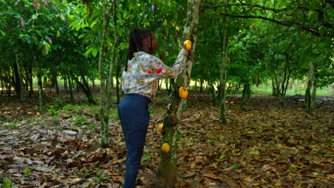 ingeniera mujer negra comprobando el grano de cacao en la plantación de árboles de coco en áfrica con un cuaderno, tecnología agrícola en el área rural de áfrica agricultura de precisión moderna