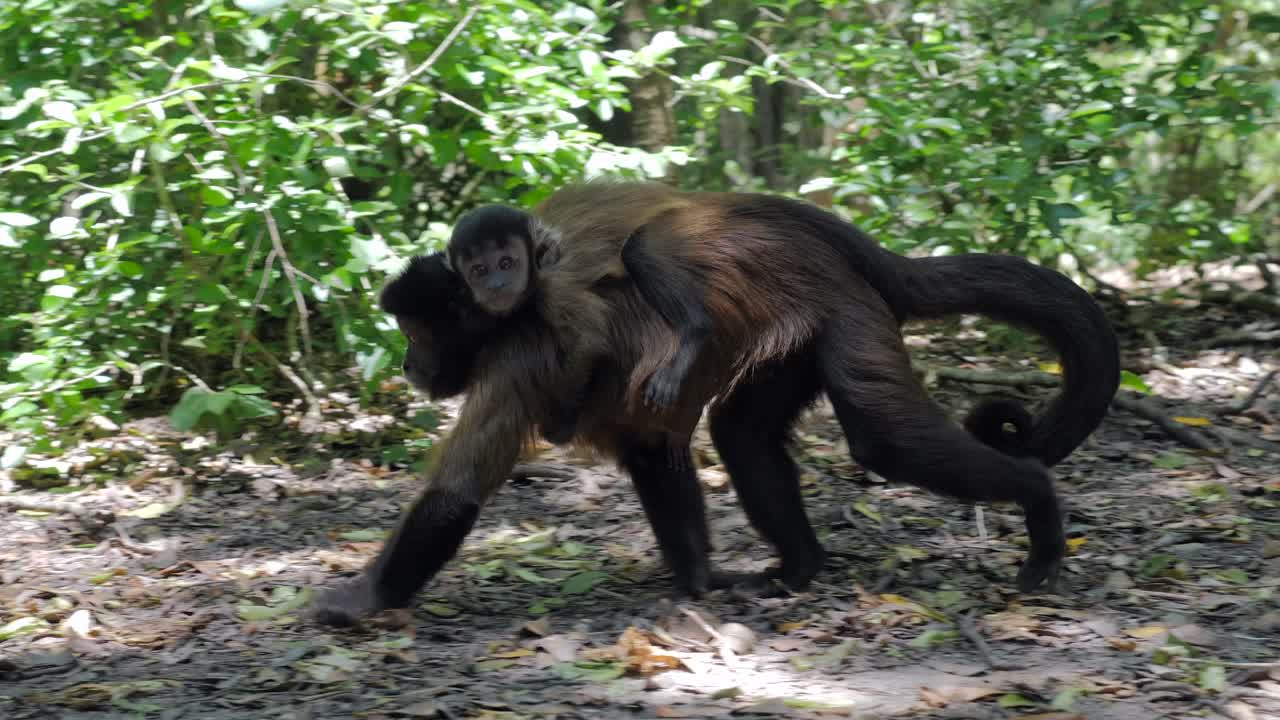 mono capuchino en la selva con bebé caminando