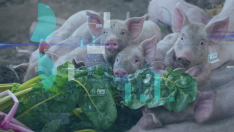 animation of data processing over pigs eating