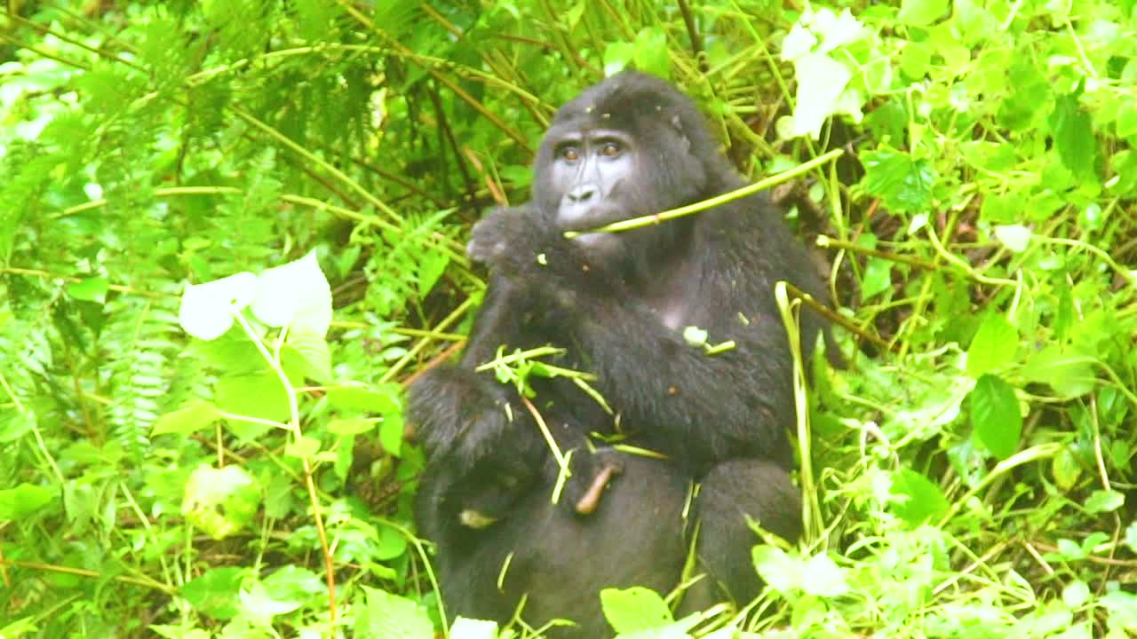 Gorilla di montagna che mangia vegetazione al rallentatore nella foresta pluviale del Virunga in Uganda 1