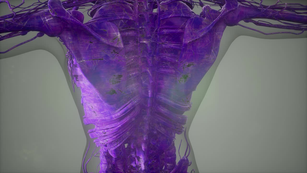 vista de cerca completa del sistema esquelético con cuerpo transparente