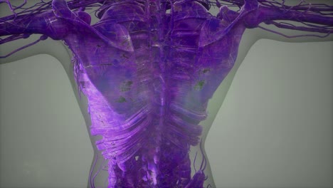 vista de cerca completa del sistema esquelético con cuerpo transparente