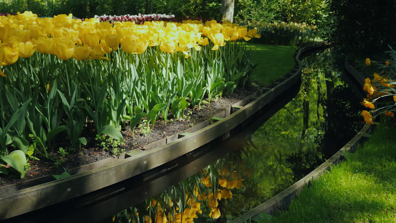 água e projeto paisagístico de tulipas amarelas