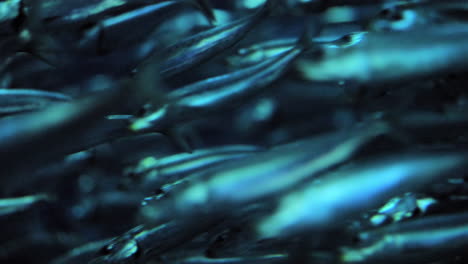 pacific sardines, shimmering a brilliant turquoise as they swim, close up follow