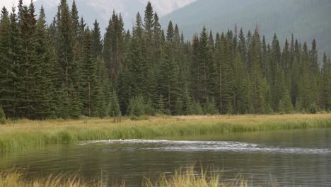 Common-Mergansers-swimming-in-a-mountain-lake-canadian-rockies-wide-shot