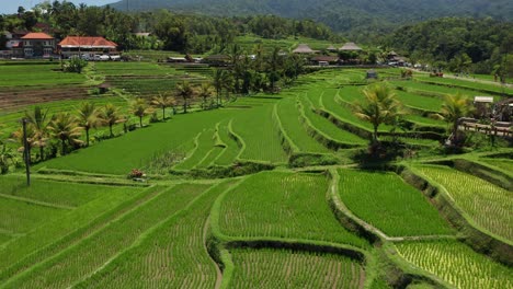 Vista-Aérea-Cinematográfica-De-Terrazas-De-Arrozales-En-El-Interior-De-La-Isla-De-Bali,-Agricultura-Tradicional-En-El-Sudeste-Asiático