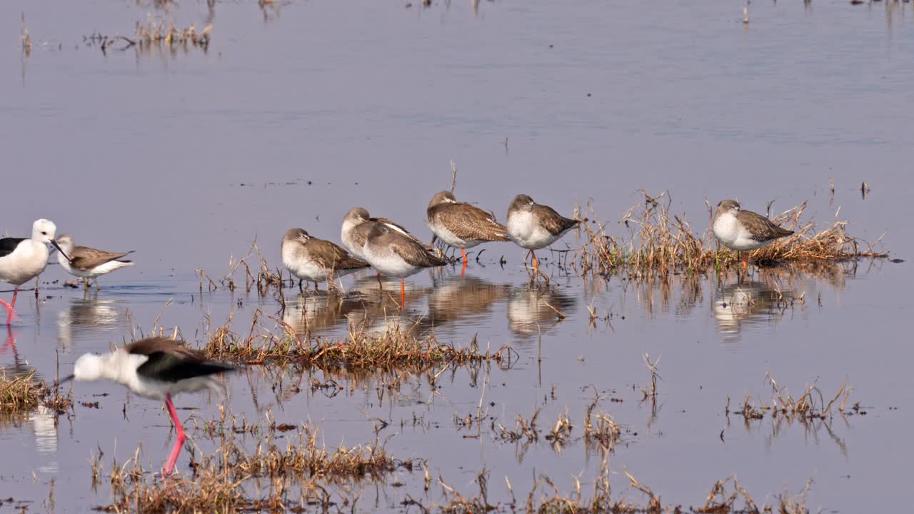 Common redshank and Black-winged stilt resting in a swamp