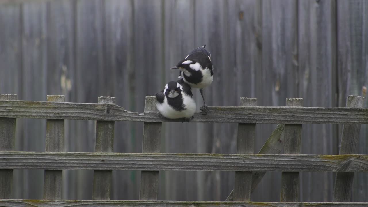 младенцы грязевой жаворонки, сидящие вместе на решетке ограды, австралия, маффра, гиппсленд, виктория, замедленное движение