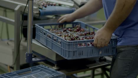 Putting-crate-with-cherries-away