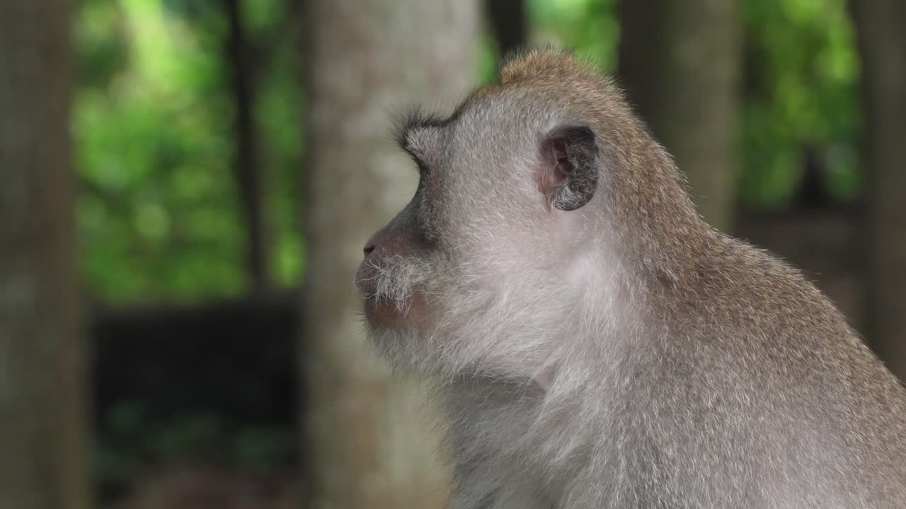 Monkey sits quietly in Ubud Monkey Forest, Bali, gazing into the distance amid lush tropical surroundings as people walk behind