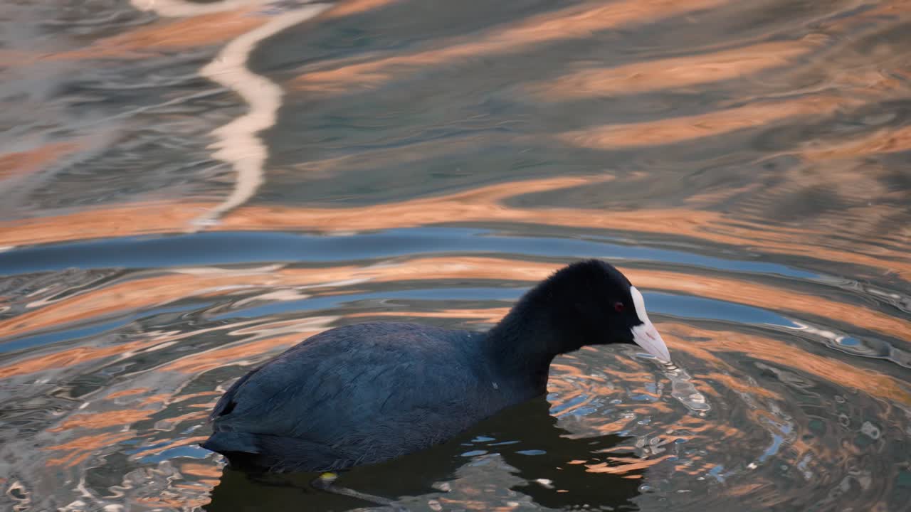 buceo de aves acuáticas negras de focha euroasiática bajo el agua forrajeando algas o hojas de hierba flotante al atardecer - seguimiento de primer plano
