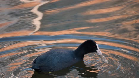 Buceo-De-Aves-Acuáticas-Negras-De-Focha-Euroasiática-Bajo-El-Agua-Que-Busca-Algas-O-Hojas-De-Hierba-Flotante-Al-Atardecer---Seguimiento-De-Primer-Plano