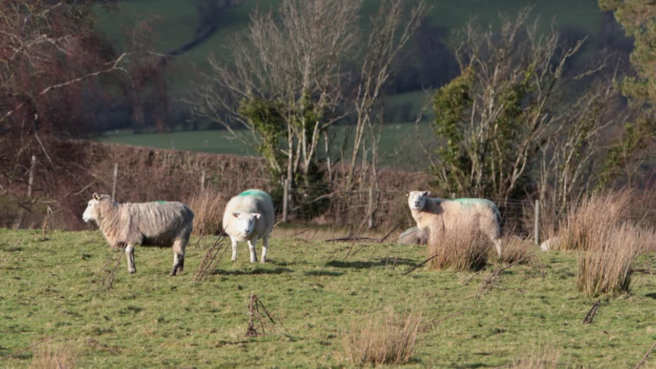 Un gregge di pecore al pascolo in un campo di montagna in inverno. Powys, Galles