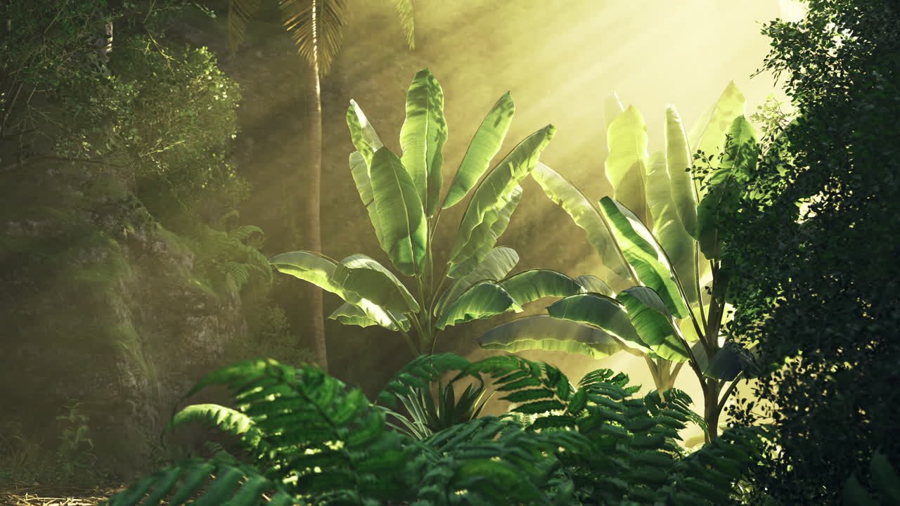 Sunlight filters through lush greenery in tropical rainforest setting