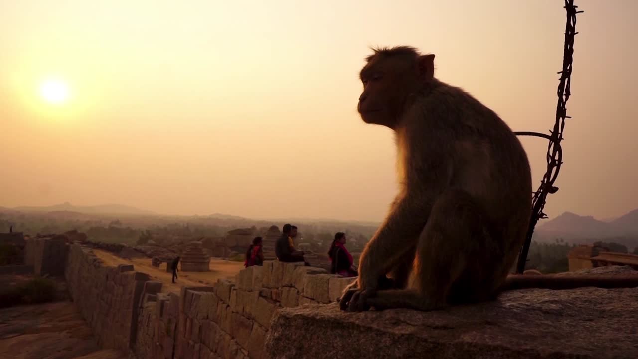 인도 함피에 있는 고대 요새에서 일몰을 보고 있는 작은 회색 수컷 원숭이