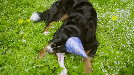 un perro con una gorra festiva comiendo un hueso