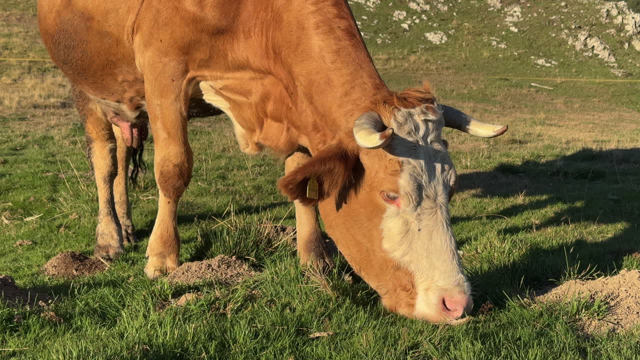Brown and white cow grazing on a sunny green pasture in the mountains. Free-range livestock farming scene symbolizing agriculture, sustainability, and rural countryside life
