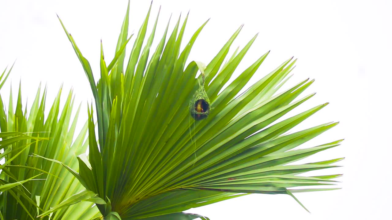 방글라데시 의 아시아 미라  나무 에 둥지를 짓고 있는 바야