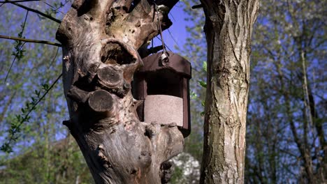 Nesting-box-for-birds,-titmice,-redstarts-and-other-small-passerines---Home-made-nesting-box