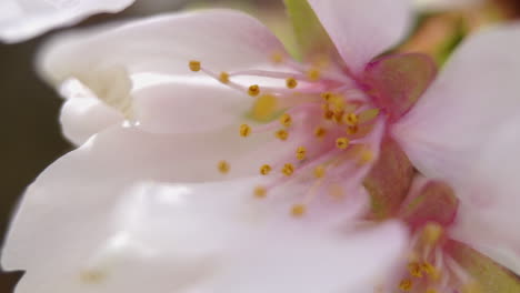 Tiro-Macro-De-Flor-De-Cerezo-Llorón