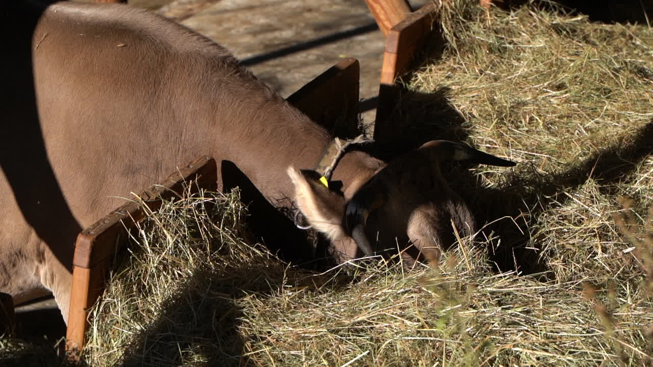 Mucca di bovino marrone che mangia erba secca in una fattoria, al rallentatore.