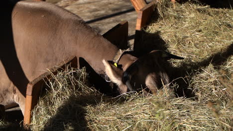 Brown-cattle-cow-eating-dried-grass-in-farm-setting-slow-motion