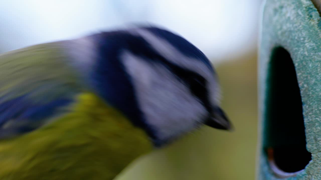 toma macro de cámara lenta cinematográfica de 4k de un pájaro volando a un comedero de pájaros y comiendo semillas