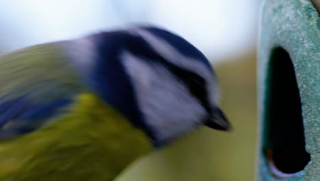 4k cinematic slow motion macro shot of a bird flying to a bird feeder and eating seeds