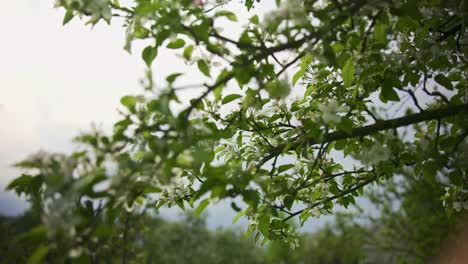 apple tree flowers blooming in spring