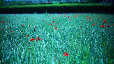 conduciendo a través de un campo con amapolas rojas en el sol