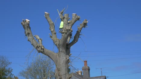 tree surgeon climbing down tree as workman holds harness line