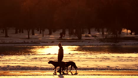 man walking dogs in park against a background of warm light