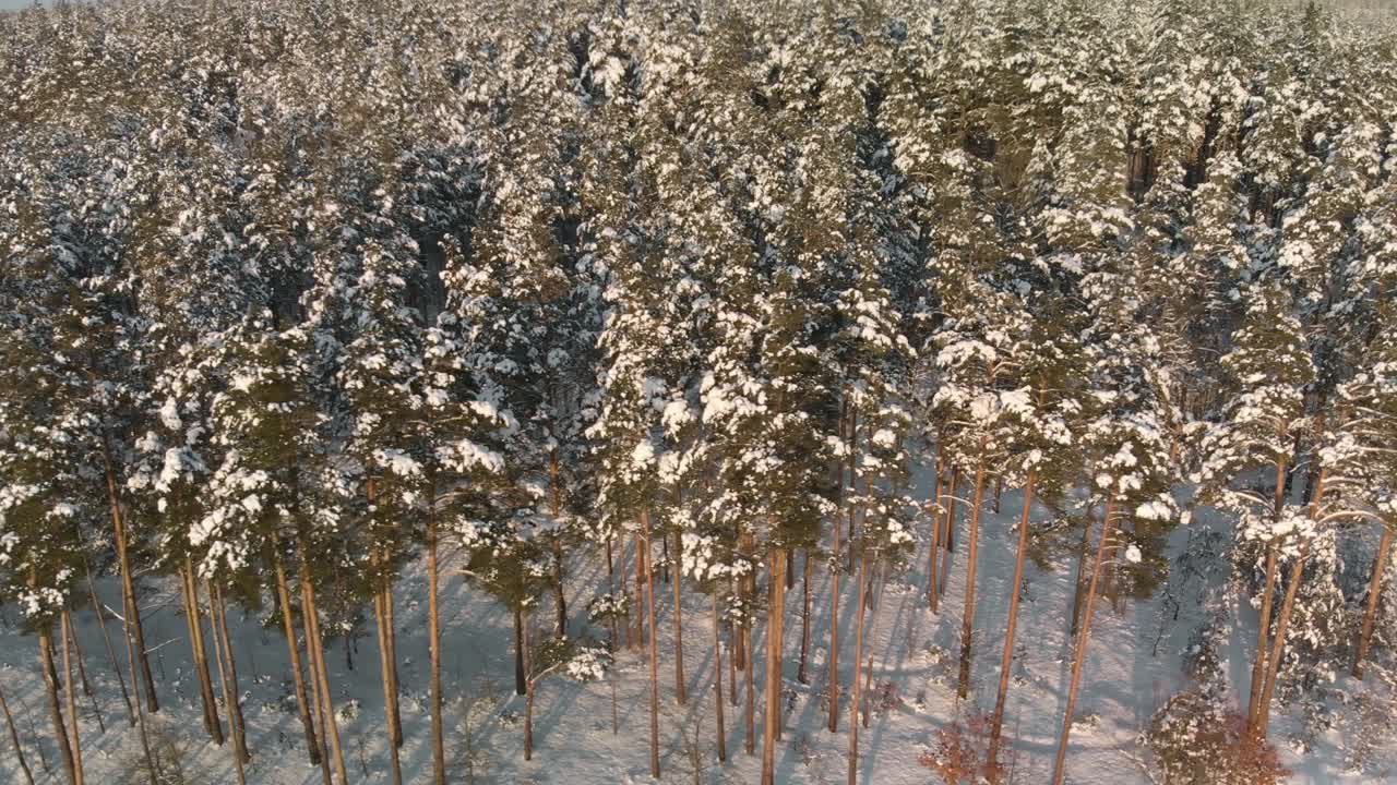 겨울의 이 많은 숲에서 눈으로 인 나무들이 많이 있습니다.