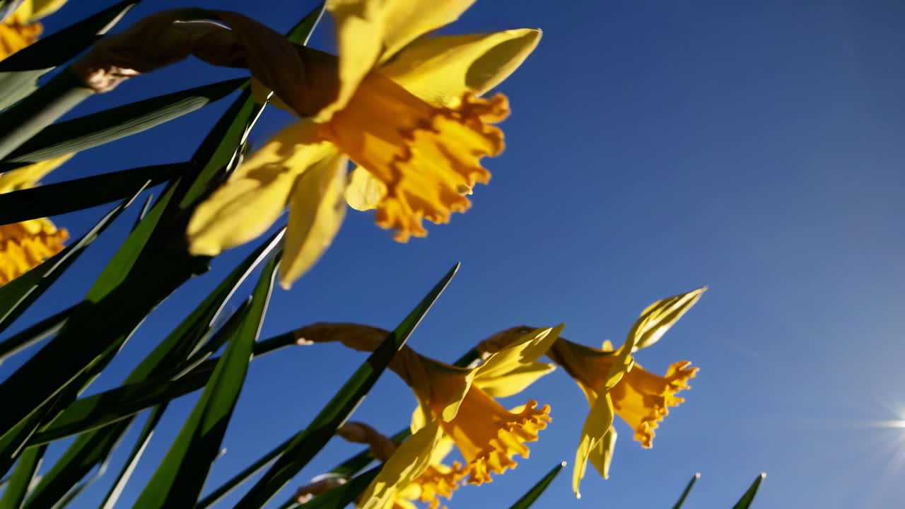 Foto em ângulo baixo de narcisos amarelos contra um céu azul claro, capturando uma primavera vibrante e inspiradora