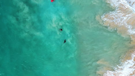 Slow-motion-shot-of-tourists-practicing-swimming-on-the-beach-accompanied-by-waves-on-Oahu-Hawaii-beach--top-view