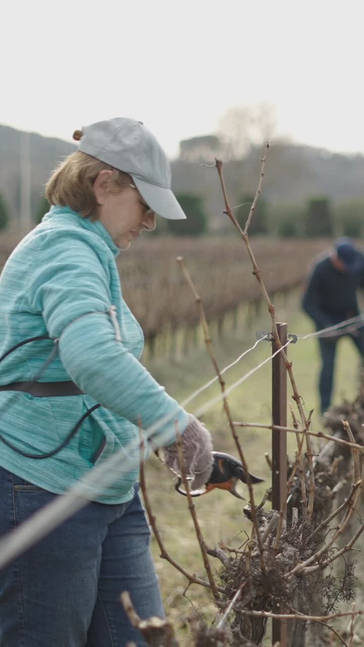 Vineyard Pruning