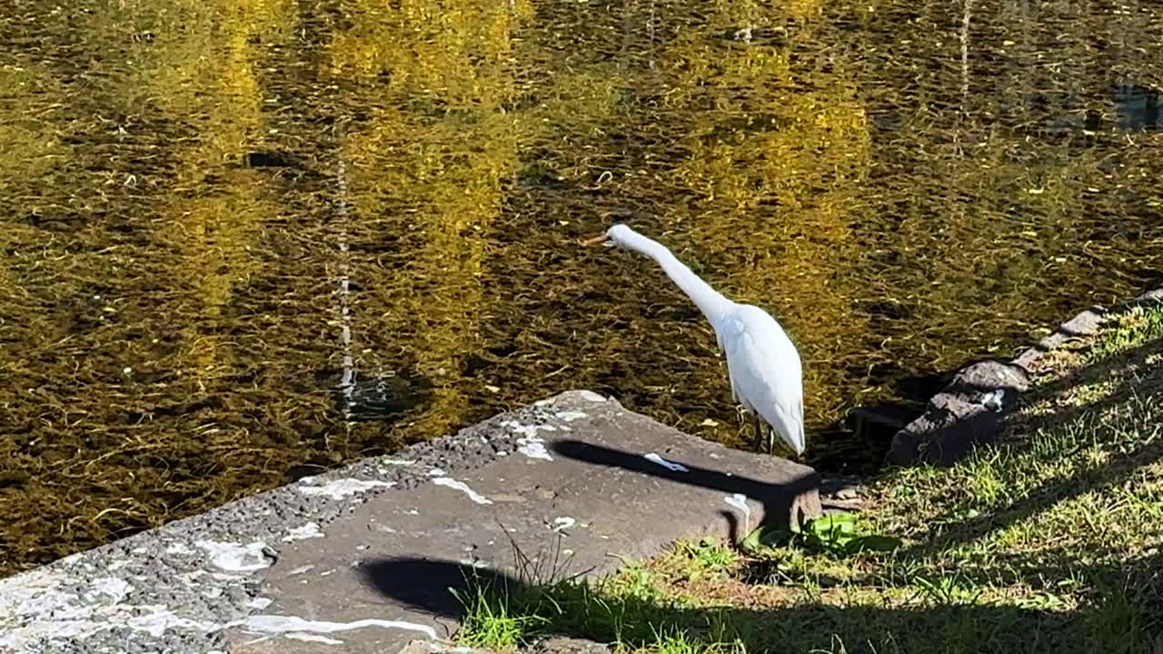 새끼 새끼는 차분한 물 근처에 서서 밝은 빛으로 가을의 나무를 반사합니다.