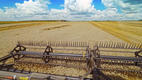 Combine in the field of wheat. View of combine harvester in action on wheat field